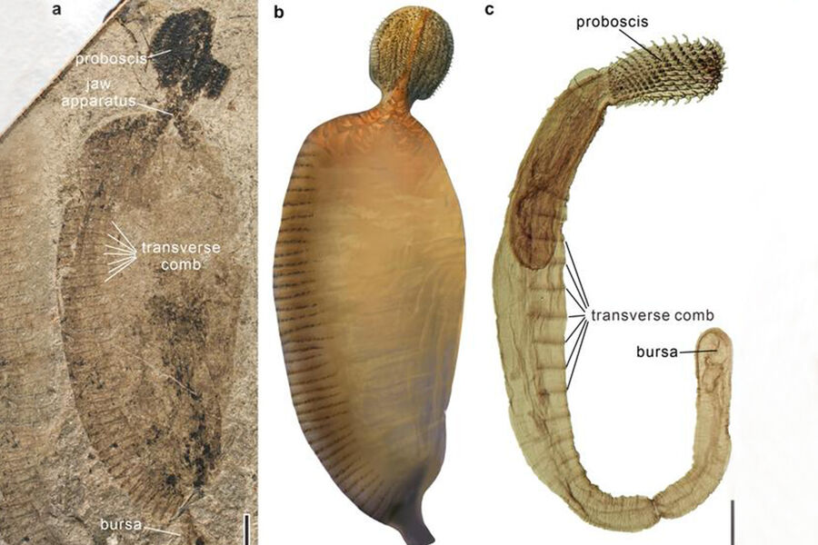 В Китае обнаружили древнейшего паразита