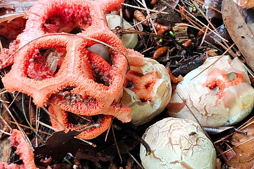В лесах появились круглые яркие грибы, к которым лучше не прикасаться