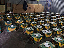 Из Эквадора в Петербург пытались провезти контрабандой партию наркотиков на 20 млрд