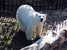 Белая медведица из нижегородского зоопарка проинспектировала новый вольер для будущего друга