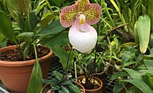 Редкая азиатская орхидея с огромной «губой» расцвела в «Аптекарском огороде»