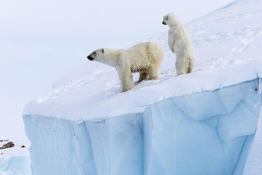 «Мы проиграли»: американцы признали крах в Арктике