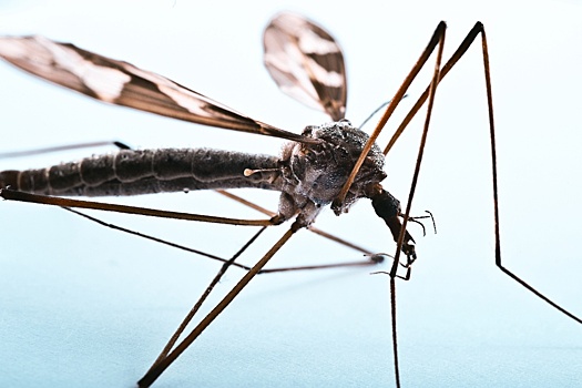 В Китае для борьбы с лихорадкой чикунгунья используют гигантских комаров-слонов