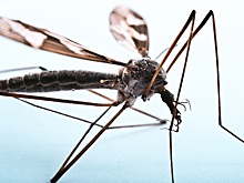 В Китае для борьбы с лихорадкой чикунгунья используют гигантских комаров-слонов