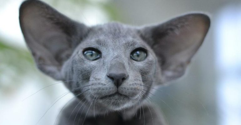 Я все слышу: 4 породы кошек с большими ушами - Рамблер/новости