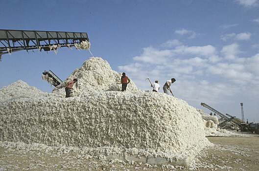 В Хорезмской области появится новый экспериментальный завод