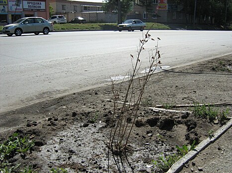 В Челябинске из-за жары подрядчики не смогли заменить погибшие деревья
