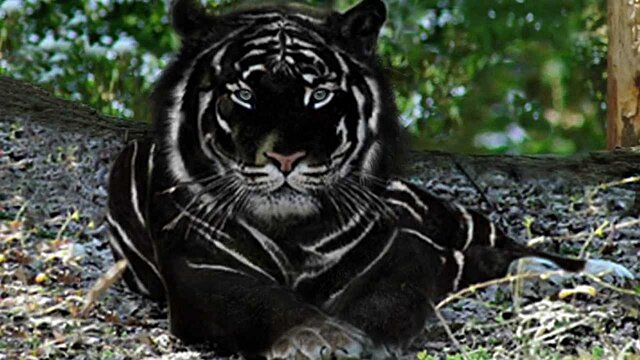 Когда и как наступит год Чёрного Тигра