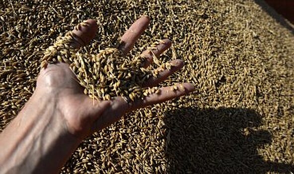 Россию вынуждают заплатить зерном за турецкие помидоры