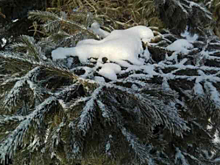 Мокрый снег пройдет в Новосибирске уже завтра