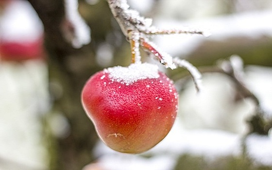 Яблоки являются самым популярным фруктом среди австрийцев