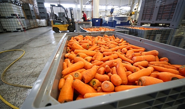 Из Волгоградской области в Казахстан экспортировали 320 тонн моркови