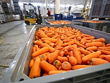 Из Волгоградской области в Казахстан экспортировали 320 тонн моркови