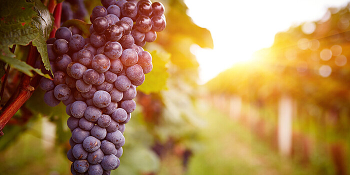 Виноградари Молдовы готовятся к морозам после теплой погоды