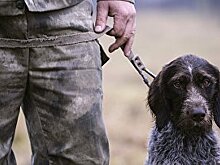 В Севастополе запретили охоту по примеру Питера и Москвы