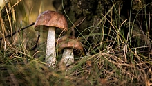 В Воронежской области двое детей отравились грибами