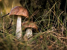 В Воронежской области двое детей отравились грибами
