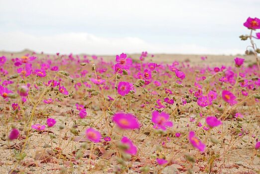 В Чили расцвела самая засушливая пустыня в мире
