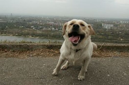 В Нижнем Новгороде предложили определить места для выгула собак