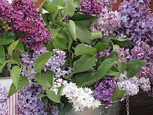 Сорта сирени, за которыми многие охотятся. Настоящие сокровища для вашего сада!