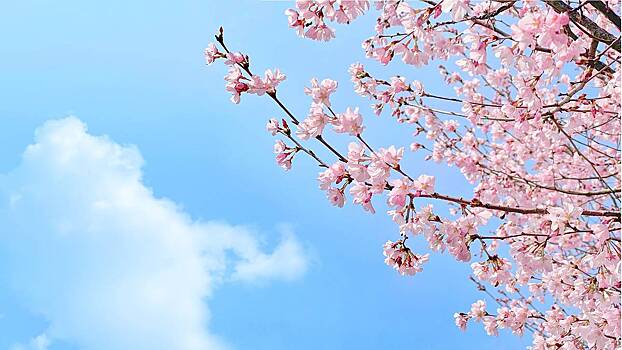 В Южно-Сахалинске высадят сотню деревьев сакуры