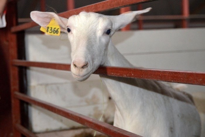Вятские фермеры предпочитают разводить больше овец, чем коз
