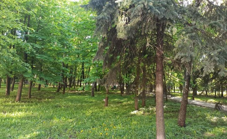 В Курске 3 мая жители обсудят с чиновниками вырубку деревьев в парке Бородино