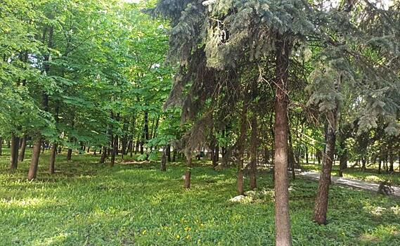 В Курске 3 мая жители обсудят с чиновниками вырубку деревьев в парке Бородино