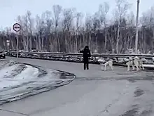 На Камчатке сотрудники ДПС остановили собачью упряжку