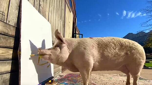 Умерла заработавшая более миллиона долларов свинья-художник Пигкассо