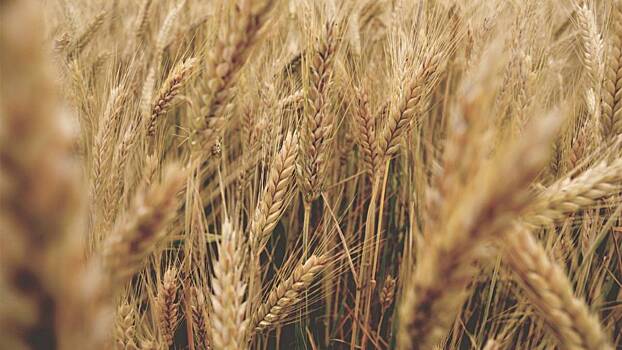 Первый сухогруз с украинским зерном прибыл в Турцию