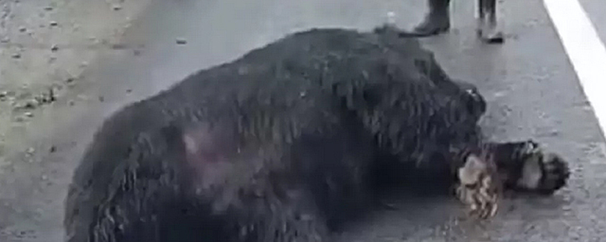 В Хабаровском крае под колёсами машины погиб бурый медведь