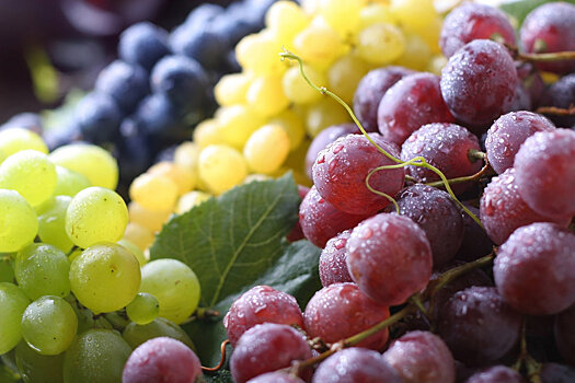 Где вывели продлевающий жизнь виноград и улучшили "электронный нос"