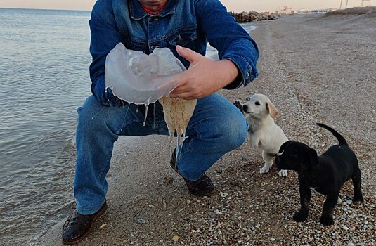 Есть фото: берега Азовского моря атаковали полчища медуз