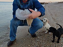 Есть фото: берега Азовского моря атаковали полчища медуз