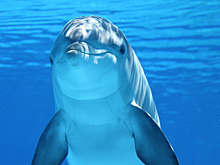 Что мы не знаем о китах и дельфинах?