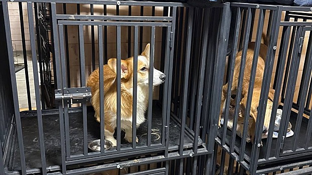 В&nbsp;Чехове задержали хозяек передержки для собак Dog Town