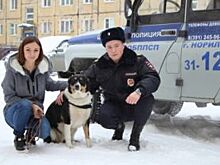 В Красноярском крае спасли провалившуюся под лёд собаку