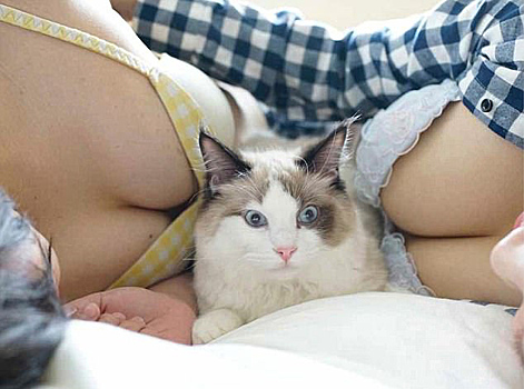 Японец издал «лечебный» фотоальбом про котиков и женскую грудь