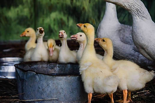 Потомство появилось у спасенных с кемеровской Искитимки гусей