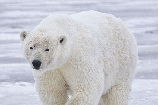Медведица, доставленная в Московский регион с Таймыра, чуть не стала людоедкой