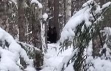 В Кировской области из-за теплой погоды проснулись медведи