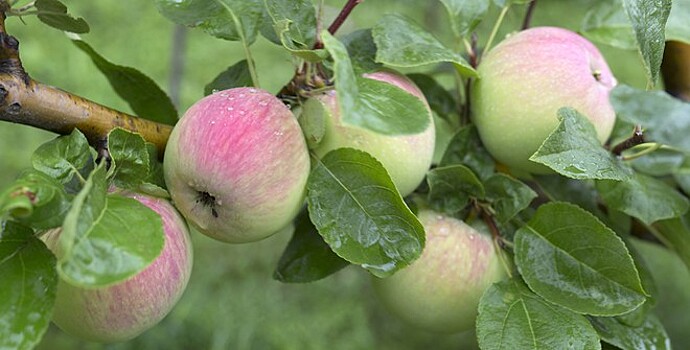 День винограда и яблока: в Таджикистане появились два новых праздника