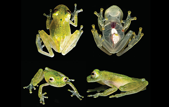 Зоологи нашли новый вид «стеклянных» лягушек