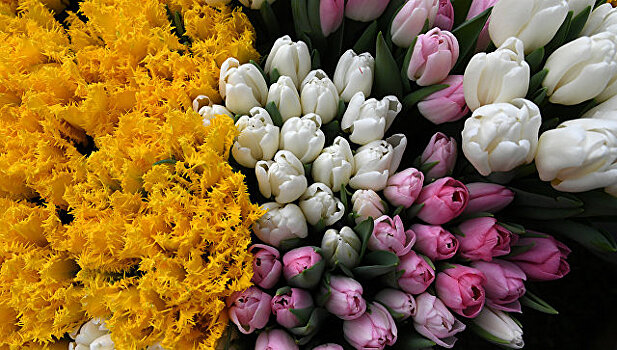 Тюльпановый край: как выбрать цветы на главный праздник весны