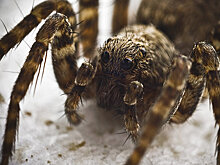 Videnskab (Дания): самые сильные фобии связаны с опасными животными