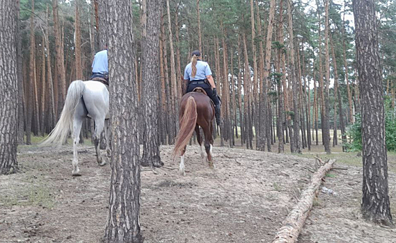 Курская полиция приглашает на работу кавалеристов и кинологов