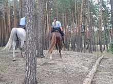 Курская полиция приглашает на работу кавалеристов и кинологов