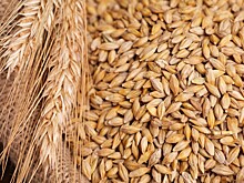 Запрет на импорт зерна предложили ввести в Казахстане