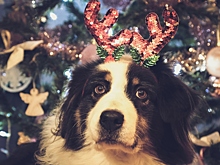 Как выбрать передержку для собаки на Новый год